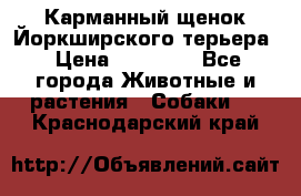 Карманный щенок Йоркширского терьера › Цена ­ 30 000 - Все города Животные и растения » Собаки   . Краснодарский край